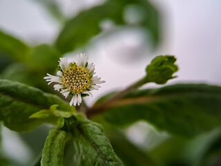 Macro false daisy, yerba de tago, Karisalankanni, and bhringraj, is a species of plant in the sunflower family