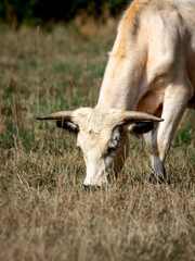 The Rare White Park Cow