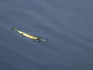 Water Strider