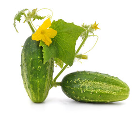 Cucumber with flower.