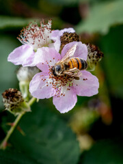 Honey Bee (Apis Mellifera)