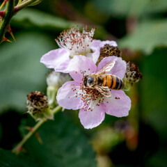 Honey Bee (Apis Mellifera)