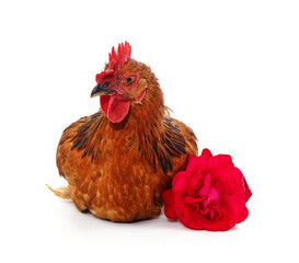 Chicken with a red rose.