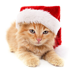 Kitten in Christmas hat.