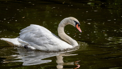 Mute Swan