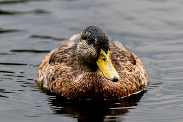 Female Mallard