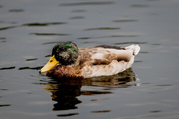 Male Mallard