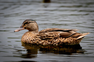 Female Mallard