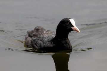 Eurasian Coot