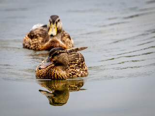 Mallard Reflection