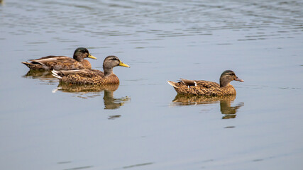 Mallard Reflection