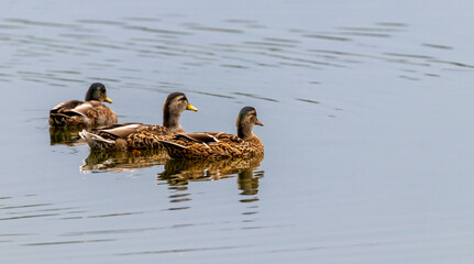 Mallard Reflection