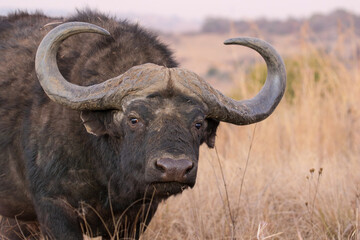 Cape or African Buffalo, South Africa