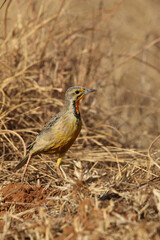 Cape Longclaw, Addo Elephant National Park, Port Elizabeth or Gqeberha, South Africa
