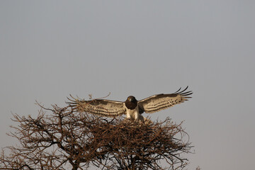 Black-chested Snake Eagle landing on its nest, Kruger National Park, South Africa