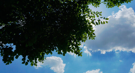 Obraz premium The sun's rays come from behind the tree branches