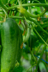 small organic cucumber in growing phase, cultivation