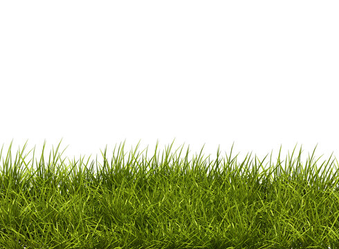 Tìm kiếm hình ảnh cỏ png để sử dụng cho thiết kế của mình? Bạn có thể tìm thấy nhiều hình ảnh cỏ png đẹp trên trang web của chúng tôi, có nhiều màu sắc và kiểu dáng khác nhau cho bạn lựa chọn.