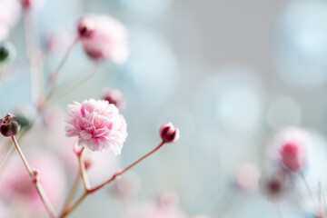 カラフルに染められたかすみ草