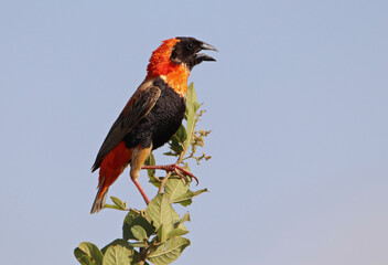 Male Southern Red Bishop in breeding plumage, Kruger National Park, South Africa