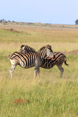 Fototapeta na wymiar Plains Zebra, South Africa