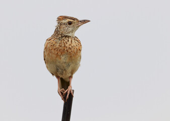 Perched rufous-naped Lark, Kruger National Park, South Africa