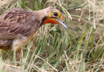 Close-up of Cape Longclaw, Addo Elephant National Park, South Africa