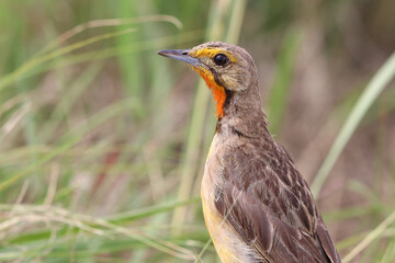 Close-up of Cape Longclaw, Addo Elephant National Park, South Africa