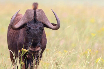 Black Wildebeest bull, South Africa