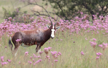 Blesbuck ram in the pink, Pom Pom weeds, South Africa