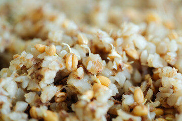 close-up of boiled buckwheat and sprouts of wheat grains. healthy vegetarian food concept