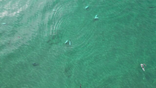 vista de un grupo de delfines cazando en el mar
