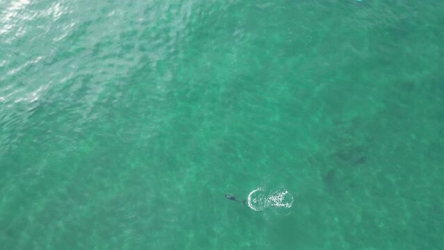 vista de un grupo de delfines cazando en el mar