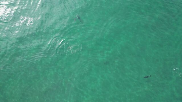 vista de un grupo de delfines cazando en el mar