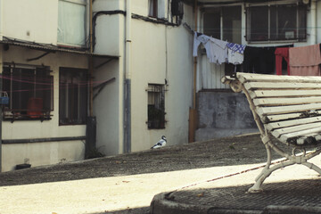 Fototapeta na wymiar Palomo blanco, con rayas, en el barrio