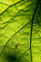 Obraz premium Hoja textura