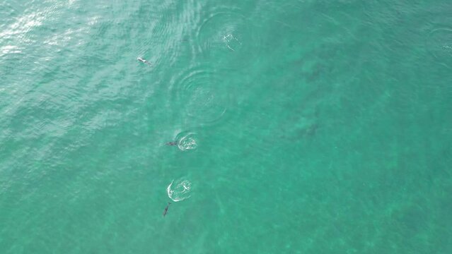 vista de un grupo de delfines cazando en el mar