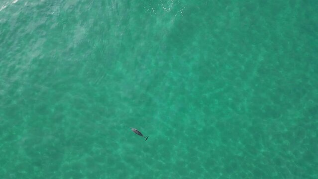 vista de un grupo de delfines cazando en el mar