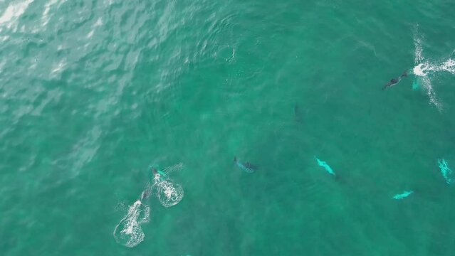 vista de un grupo de delfines cazando en el mar