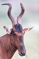 Red Hartebeest bull, Addo Elephant National Park, Port Elizabeth, South Africa
