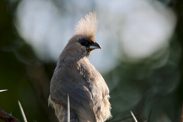 Speckled Mousebird, Kruger National Park, South Africa