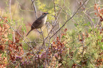 Cape Grassbird and autumn colours, Pilanesberg National Park, South Africa