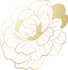 Rose flower  gold line illustration