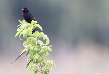 Red-collared Widowbird, Kruger National Park, South Africa