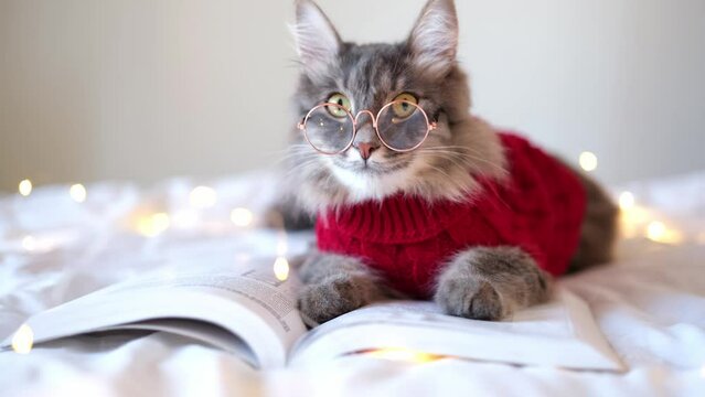 A cute cat in a red sweater is resting on the bed. A gray kitten with glasses reading a book. Concept of pets in a cozy house in cold weather. Postcard for fall or Christmas.