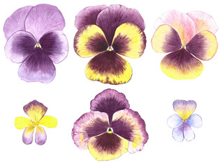 Pansy flowers. Set of watercolor illustrations.