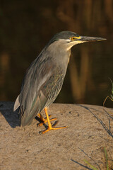 Green-backed or Striated Heron, Kruger National Park, South Africa