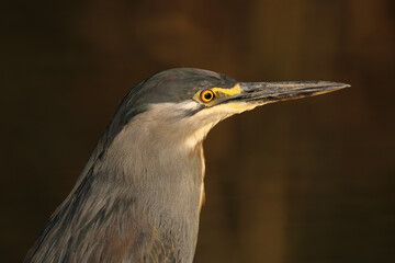 Green-backed or Striated Heron, Kruger National Park, South Africa