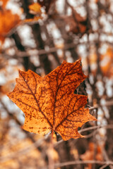 Obraz premium red maple leaf