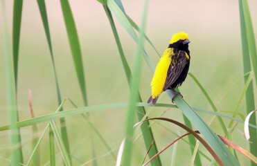 Male, Yellow-crowned Bishop in breeding plumage sitting in the reeds, Kruger National Park, South Africa